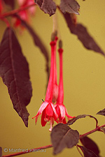 Fuchsia petiolaris