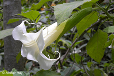 Brugmansia arborea (L.) Sweet