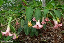 Brugmansia aurea Lagerh.