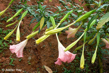 Brugmansia aurea (Barb. Rodr.) Lockwood ex R.E. Schult