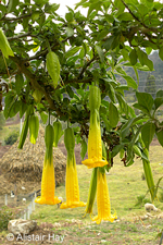 Brugmansia sanguinea (Ruiz & Pavón) G. Don