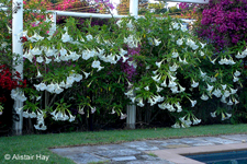 Brugmansia suaveolens (Willd.) Sweet