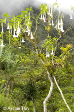 Brugmansia versicolor Lagerh.