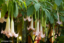 Brugmansia versicolor Lagerh.