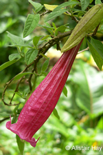 Brugmansia vulcanicola (A.S. Barclay) R.E. Schult