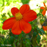 Dahlia coccinea