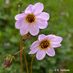 Dahlia merckii