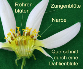 Querschnitt durch eine Dahlienblüte