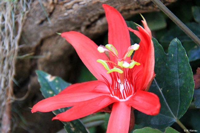 Passiflora coccinea - Botanischer Garten Würzburg
