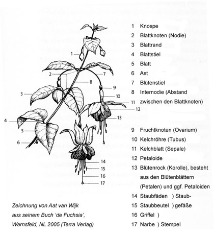 Aufbau einer Fuchsie