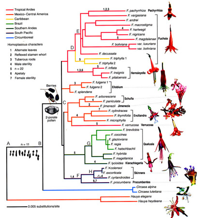 Fuchsien-Stammbaum P. Berry et al. 2004