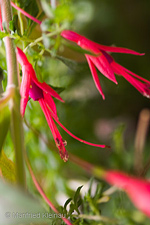 Fuchsia alpestris 