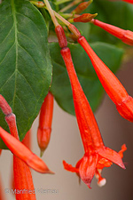 Fuchsia andrei