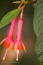 Fuchsia austromontana