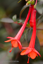 Fuchsia ayavacensis