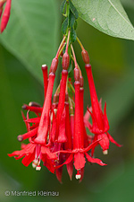 Fuchsia boliviana