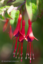 Fuchsia brevilobis 