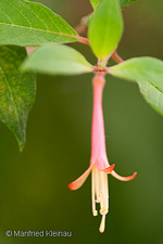 Fuchsia 
