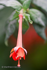 Fuchsia cinerea