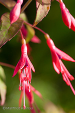 Fuchsia 