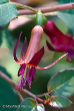 Fuchsia x colensoi