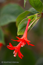 Fuchsia coriacifolia