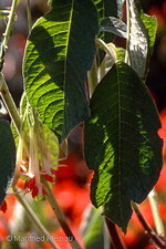 Fuchsia corymbiflora var. alba