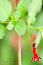 Fuchsia cylindracea