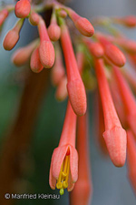 Fuchsia decidua