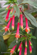 Fuchsia denticulata