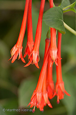 Fuchsia dependens