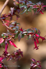 Fuchsia encliandra