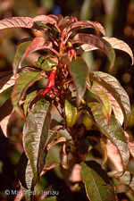 Fuchsia excorticata