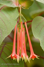 Fuchsia fulgens