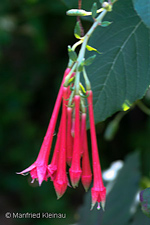 Fuchsia fulgens