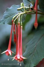 Fuchsia fulgens var. miniata