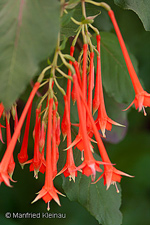 Fuchsia fulgens var. rubra grandiflora