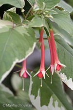 Fuchsia fulgens var. miniata