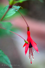 Fuchsia 