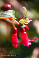 Fuchsia jiminesii