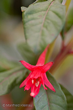 Fuchsia loxensis