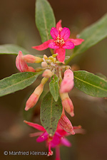 Fuchsia lycioides