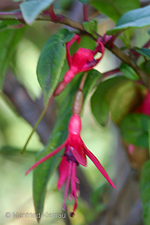 Fuchsia macrostigma