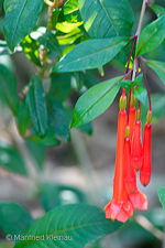 Fuchsia magdalenae