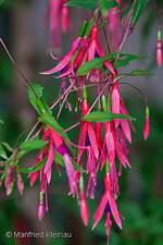 Fuchsia magellanica 