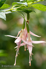 Fuchsia magellanica var. alba