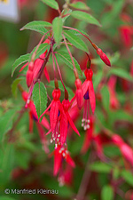 Fuchsia magellanica var. gracilis