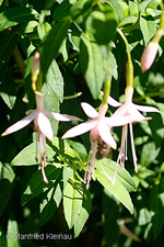 Fuchsia magellanica var. molinae