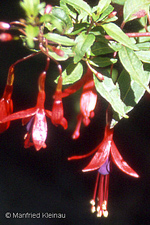 Fuchsia magellanica var. pumila