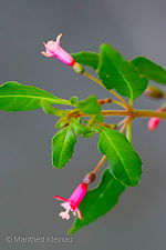 Fuchsia microphylla ssp. aprica